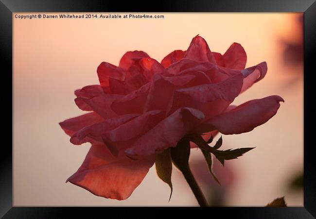  Blushing Rose Framed Print by Darren Whitehead