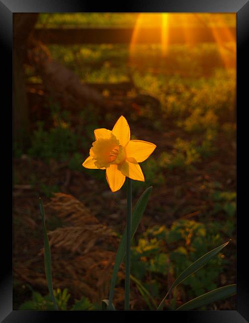 Sunny Daffodil Framed Print by Dominic Hornsby