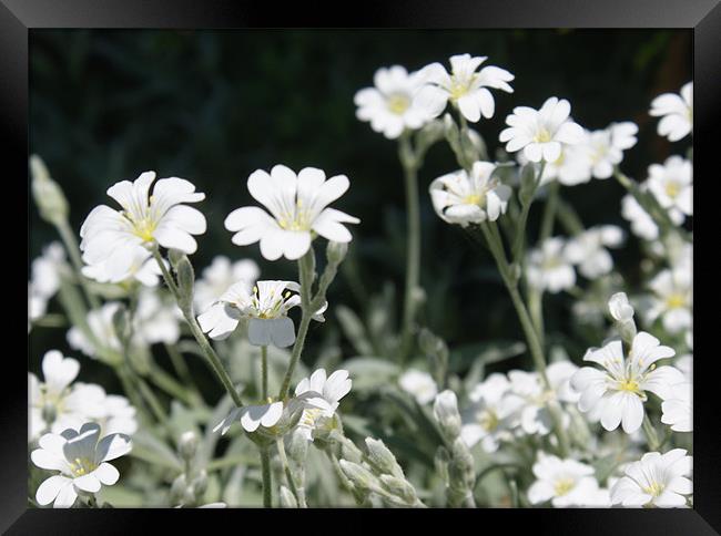 Small Flowers Framed Print by Ben Blyth