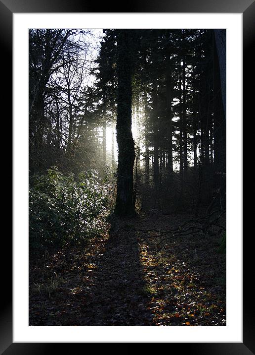 Sun Behind Tree Framed Mounted Print by Richie Fitzgerald