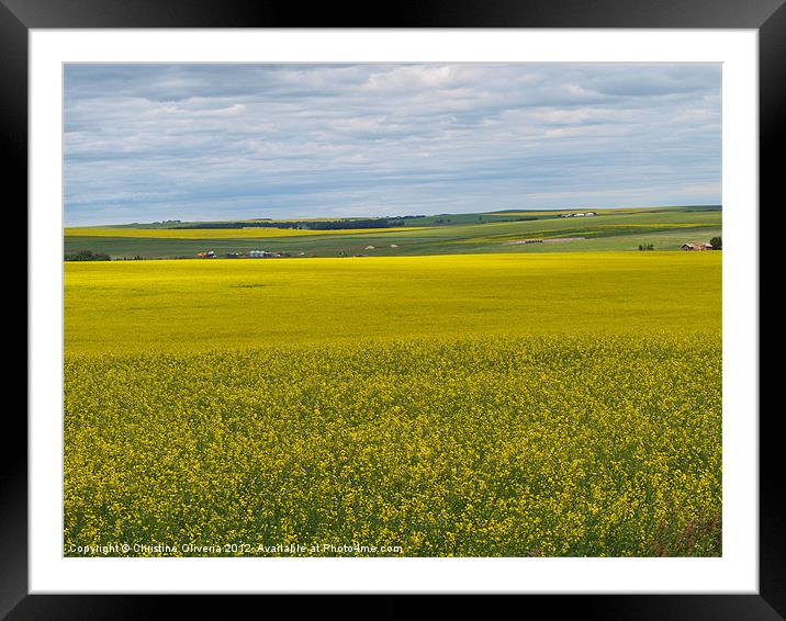 Canola in the Prairies Framed Mounted Print by Christine Oliveria
