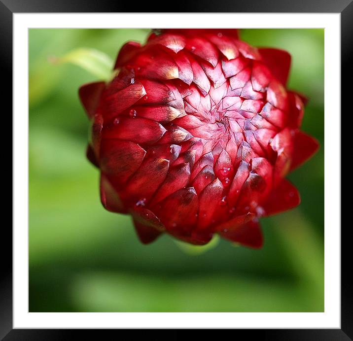 Red flower bud Framed Mounted Print by Christine Oliveria