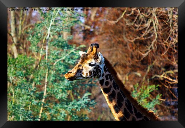  Sticking your neck out Framed Print by Philip Belfield