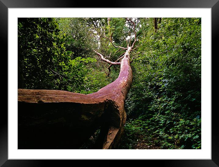 FALLEN TREE Framed Mounted Print by mark graham