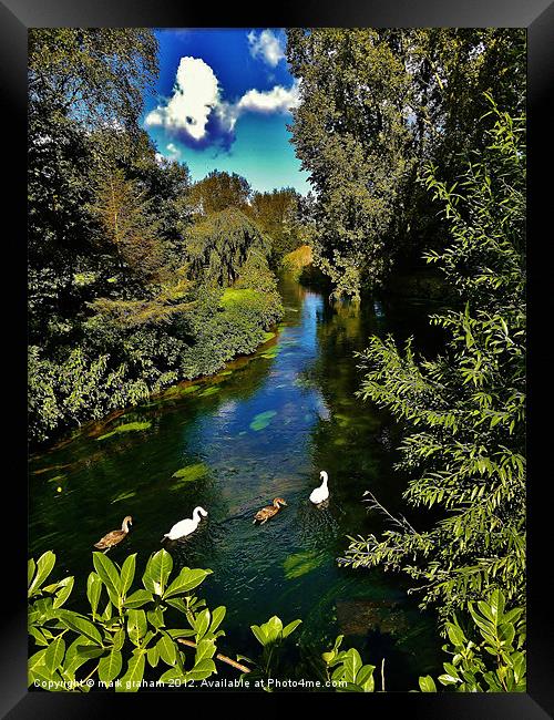 SWANS ON THE RIVER Framed Print by mark graham