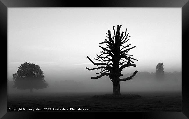 TREES IN THE MIST Framed Print by mark graham