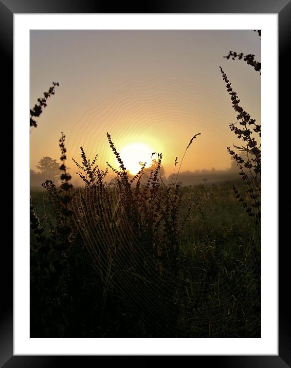 SPIDERS WEB IN THE SUNRISE Framed Mounted Print by mark graham