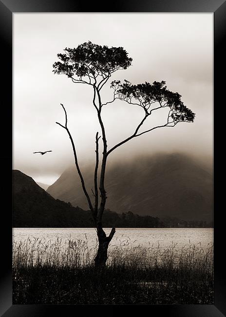 Tree at Buttermere Framed Print by Stephen  Hewett