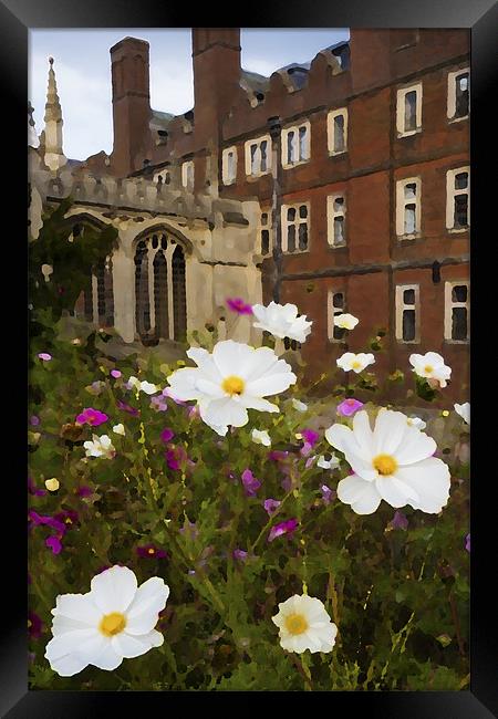 Cambridge Wildflowers Framed Print by Stephen  Hewett