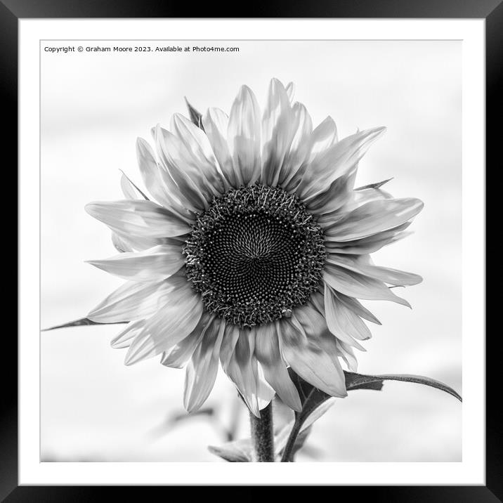 Sunflower Framed Mounted Print by Graham Moore
