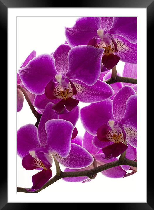 Purple Orchid Framed Mounted Print by Graham Moore