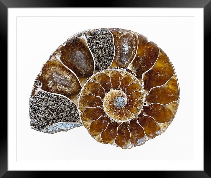 Ammonite Framed Mounted Print by Graham Moore
