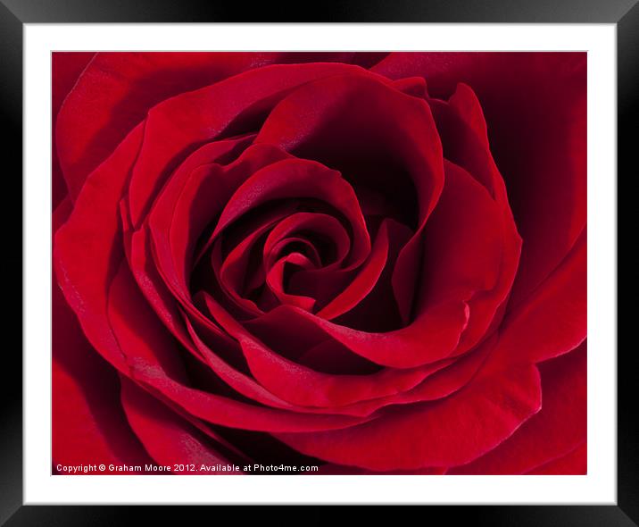 Red Rose Framed Mounted Print by Graham Moore