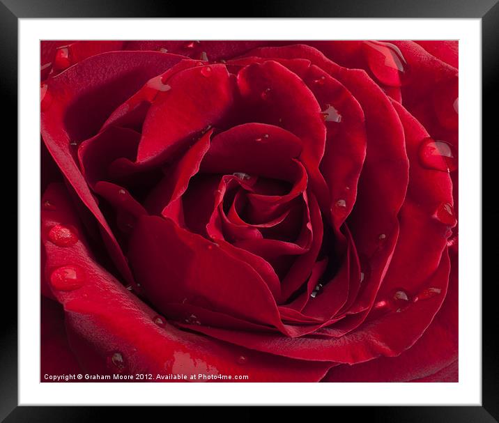 Red Rose with raindrops Framed Mounted Print by Graham Moore
