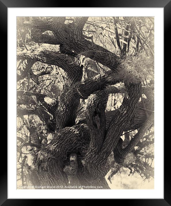 Twisted tree Framed Mounted Print by Graham Moore