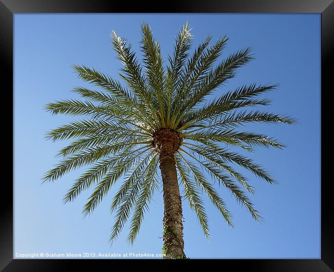 Palm Tree Framed Print by Graham Moore