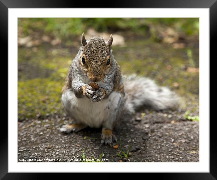 Grey squirrel Framed Mounted Print by Graham Moore