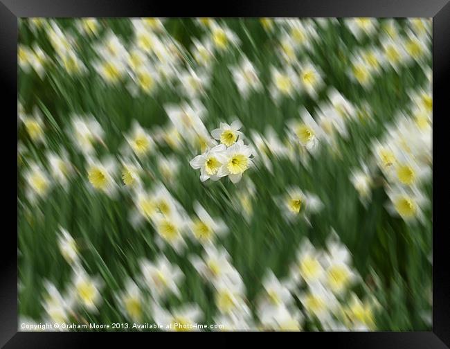 Daffodils Framed Print by Graham Moore