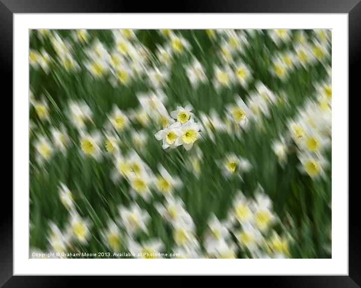 Daffodils Framed Mounted Print by Graham Moore