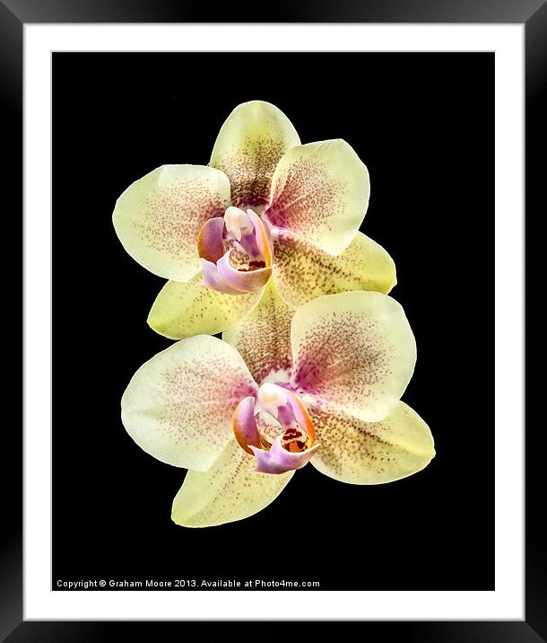 Yellow orchid Framed Mounted Print by Graham Moore
