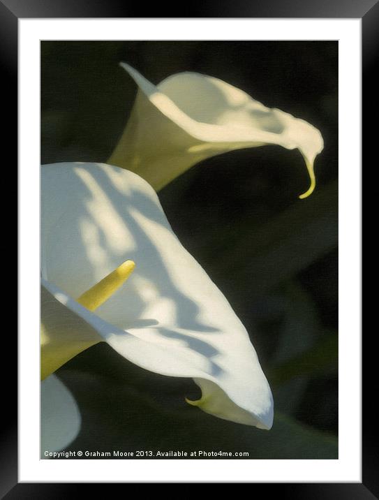 Arum lily Framed Mounted Print by Graham Moore