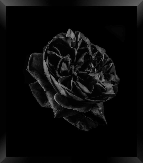 Black Rose Framed Print by Graham Moore