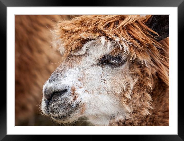 Brown Alpaca Framed Mounted Print by Graham Moore