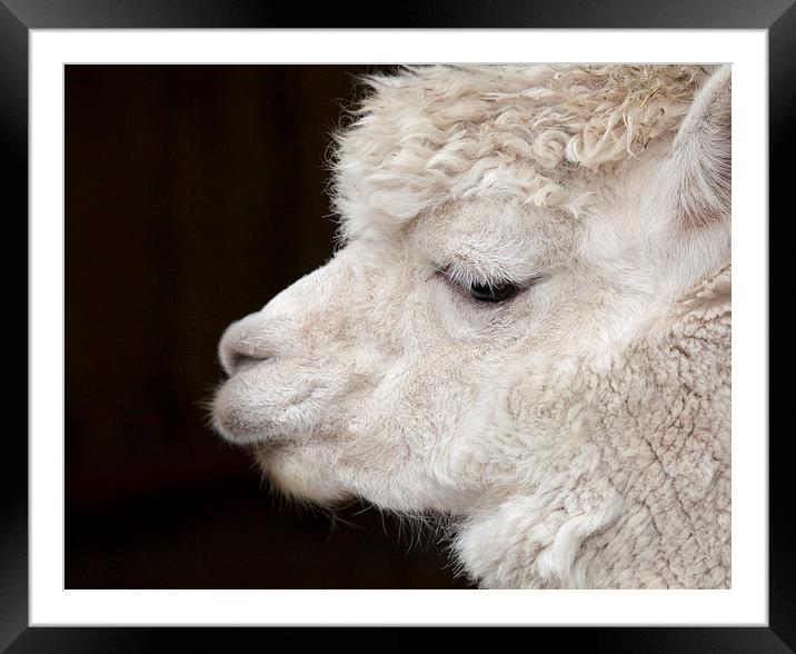 White Alpaca Framed Mounted Print by Graham Moore