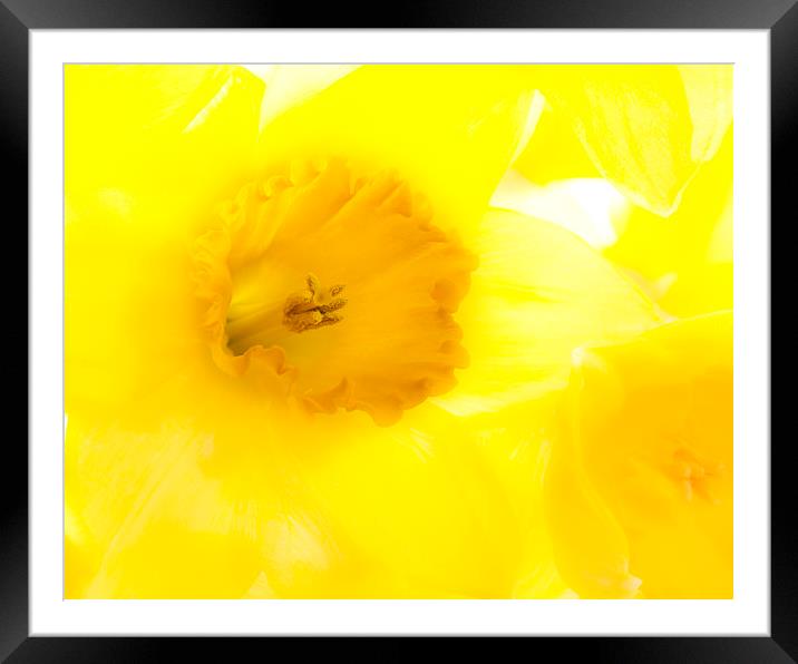 Daffodil Framed Mounted Print by Graham Moore