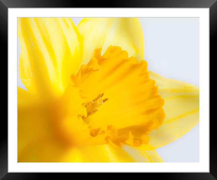 Daffodil flower Framed Mounted Print by Graham Moore