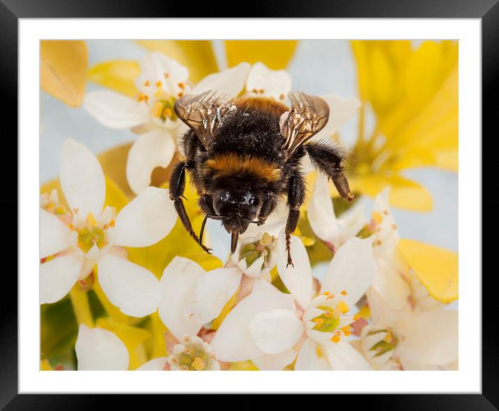 Bumblebee Framed Mounted Print by Graham Moore