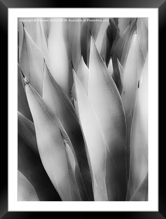 Agave Framed Mounted Print by Graham Moore