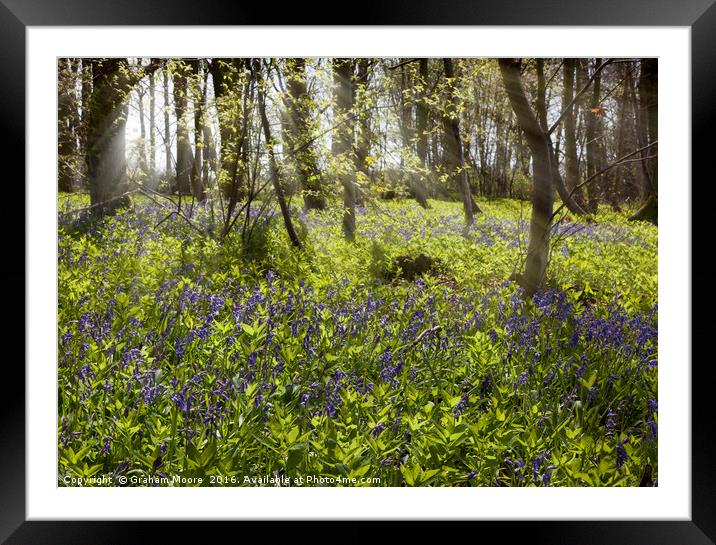 Bluebell wood Framed Mounted Print by Graham Moore