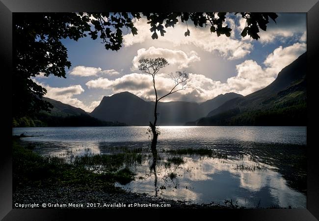 Buttermere tree Framed Print by Graham Moore