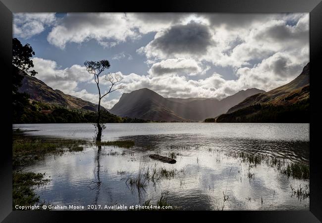 Buttermere tree Framed Print by Graham Moore