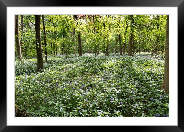 Wild Garlic and Bluebells Framed Mounted Print by Graham Moore