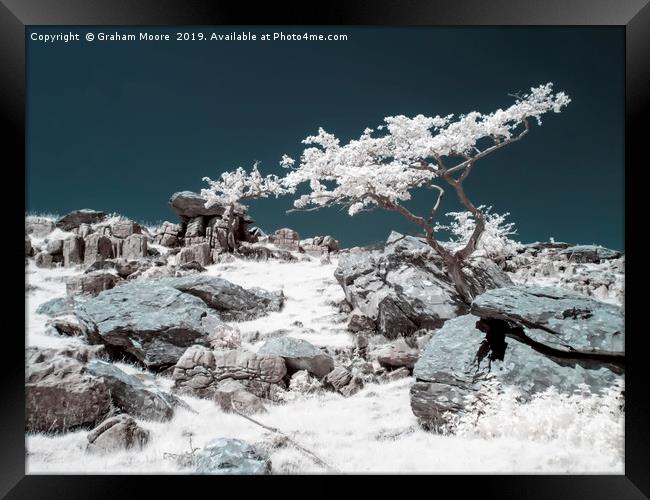 Lone tree in infrared Framed Print by Graham Moore