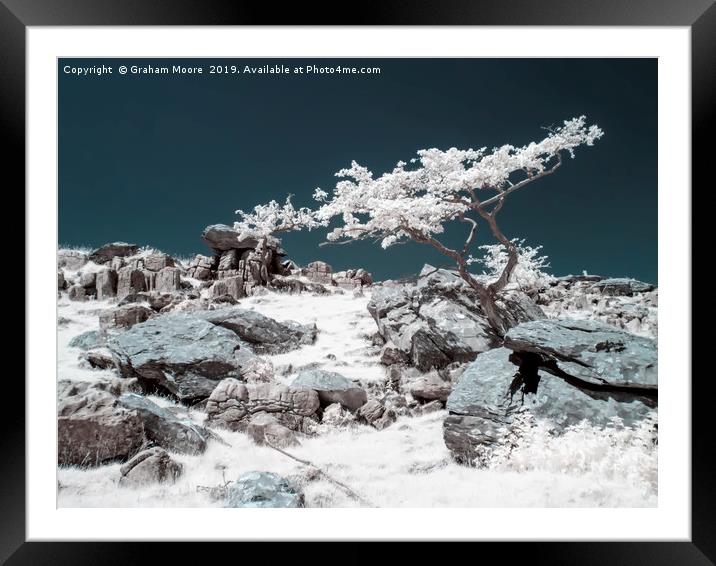 Lone tree in infrared Framed Mounted Print by Graham Moore