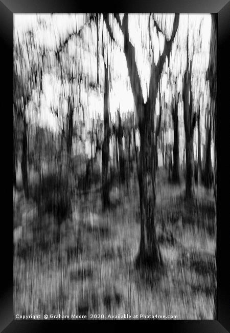 Motion blur trees abstract monochrome Framed Print by Graham Moore