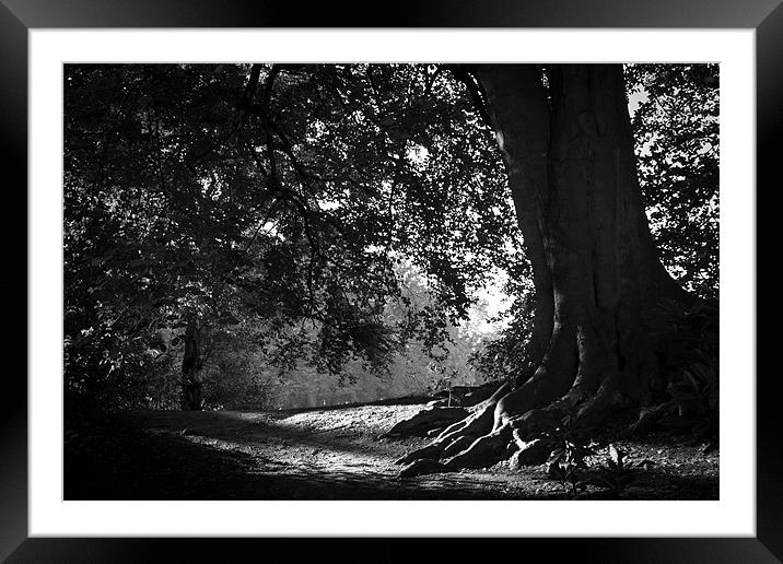 Dark roots Framed Mounted Print by Paul Farrell Photography