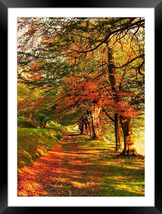  Autumn Woodland Walk Framed Mounted Print by Martin Chambers