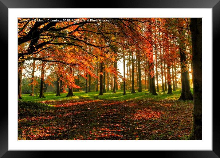 Autumn Woodland Walk Framed Mounted Print by Martin Chambers