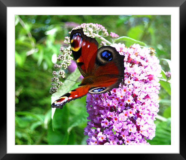 Red Admiral butterfly Framed Mounted Print by Danielle Memery 