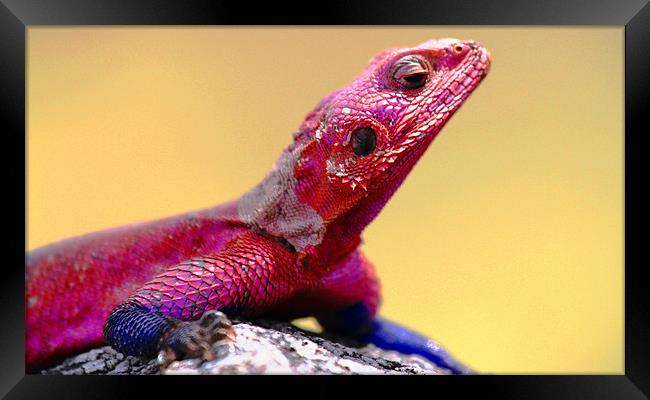 Painted Rock Agama - Tanzania Framed Print by Chris Grindle