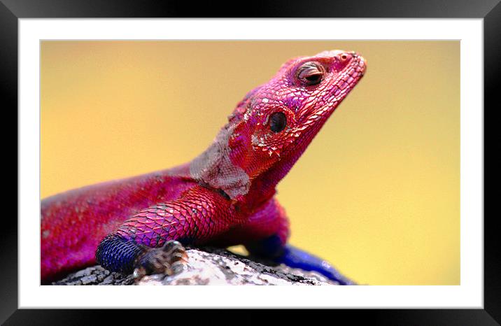 Painted Rock Agama - Tanzania Framed Mounted Print by Chris Grindle