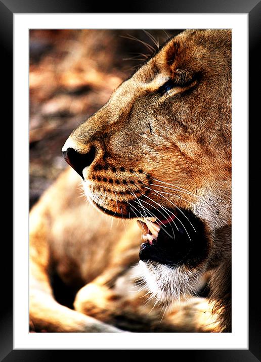 Lion Profile, Zimbabwe Framed Mounted Print by Chris Grindle
