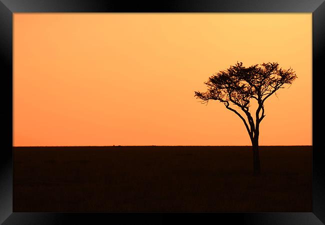 Lone Acacia Tree Framed Print by Chris Grindle