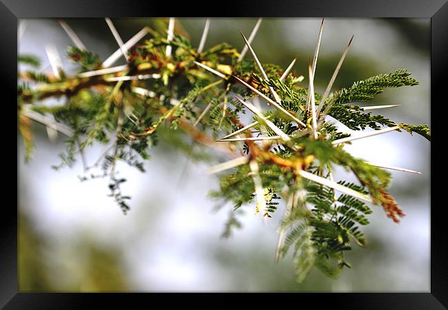 Acacia thorns, Masai Mara Framed Print by Chris Grindle