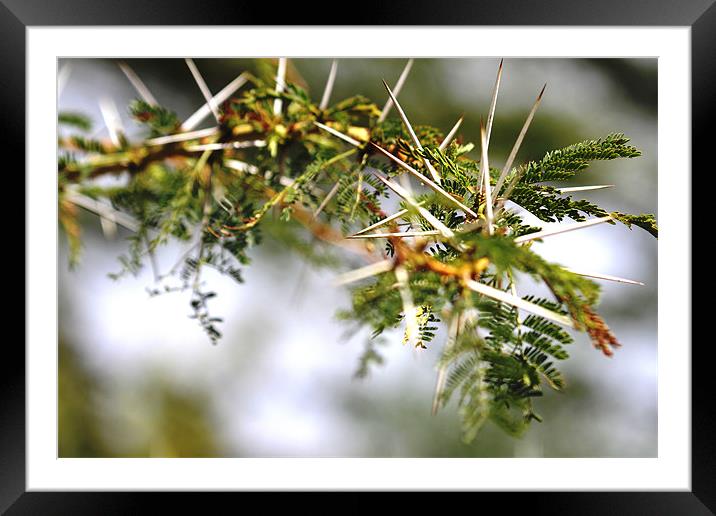 Acacia thorns, Masai Mara Framed Mounted Print by Chris Grindle