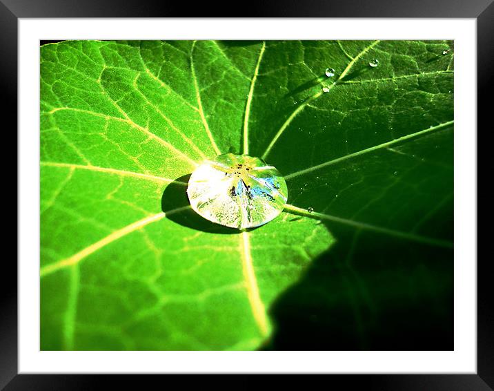 Raindrop in a Geranium leaf Framed Mounted Print by Chris Grindle
